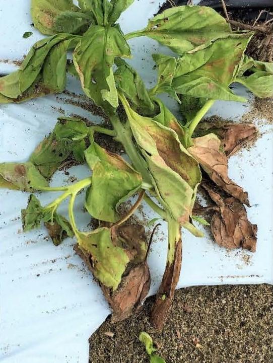 Fusarium Wilt in Basil University of Maryland Extension